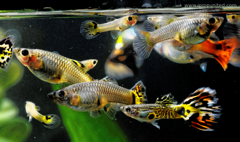 Top Best Fish To Keep In Your Home Aquariums