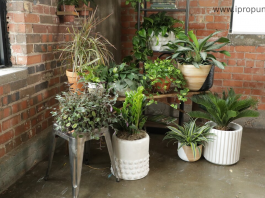 Add natural greenery to your house with these easy to maintain houseplants