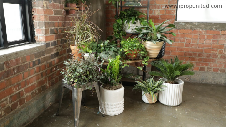 Add natural greenery to your house with these easy to maintain houseplants